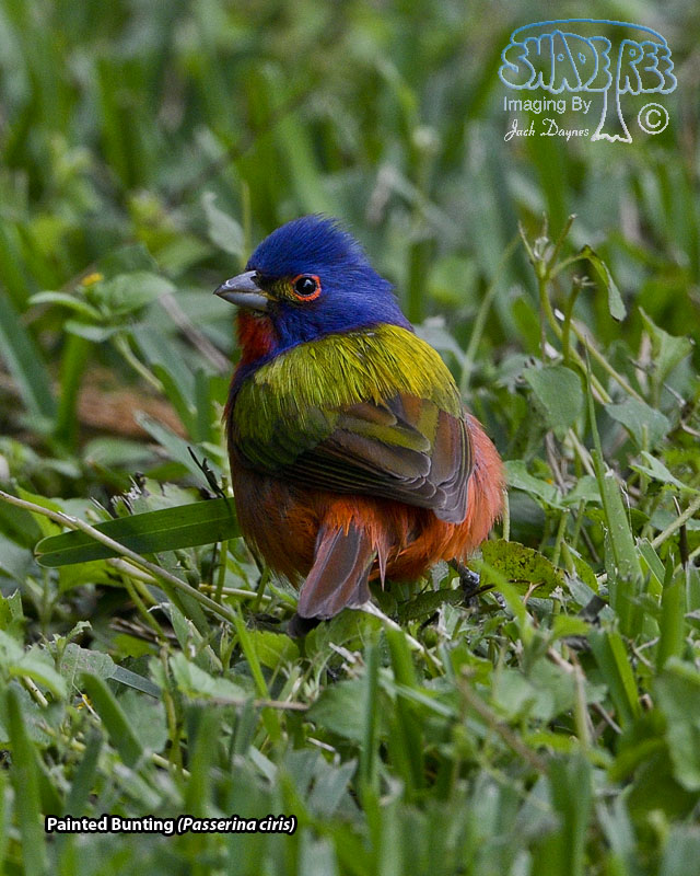 Painted Bunting - Passerina ciris