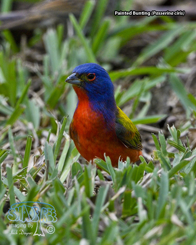 Painted Bunting - Passerina ciris
