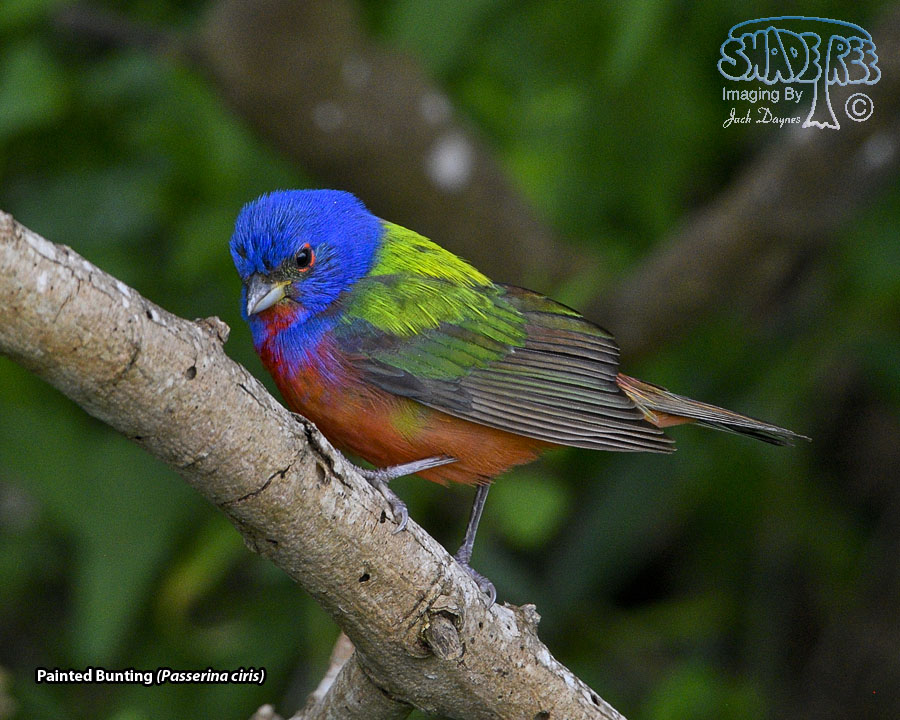 Painted Bunting - Passerina ciris