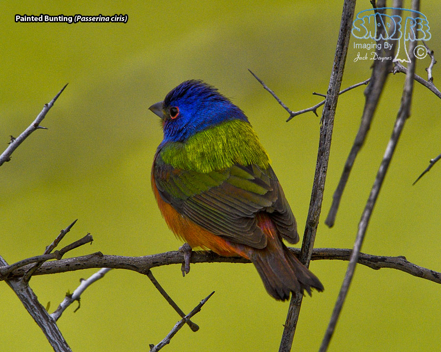 Painted Bunting - Passerina ciris