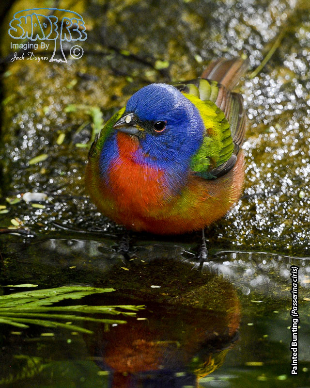 Painted Bunting - Passerina ciris
