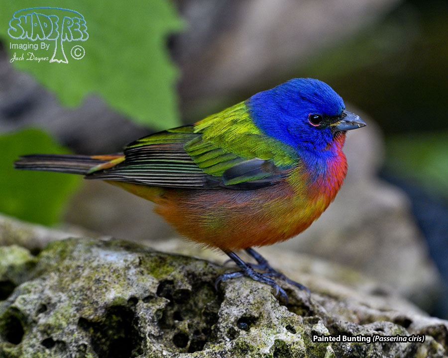Painted Bunting - Passerina ciris