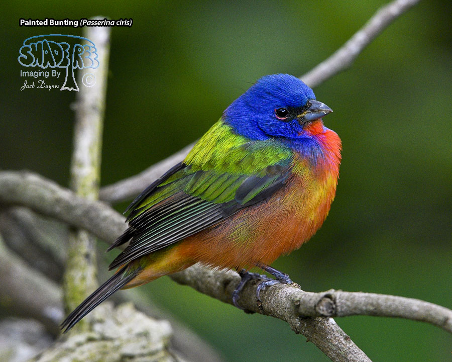 Painted Bunting - Passerina ciris