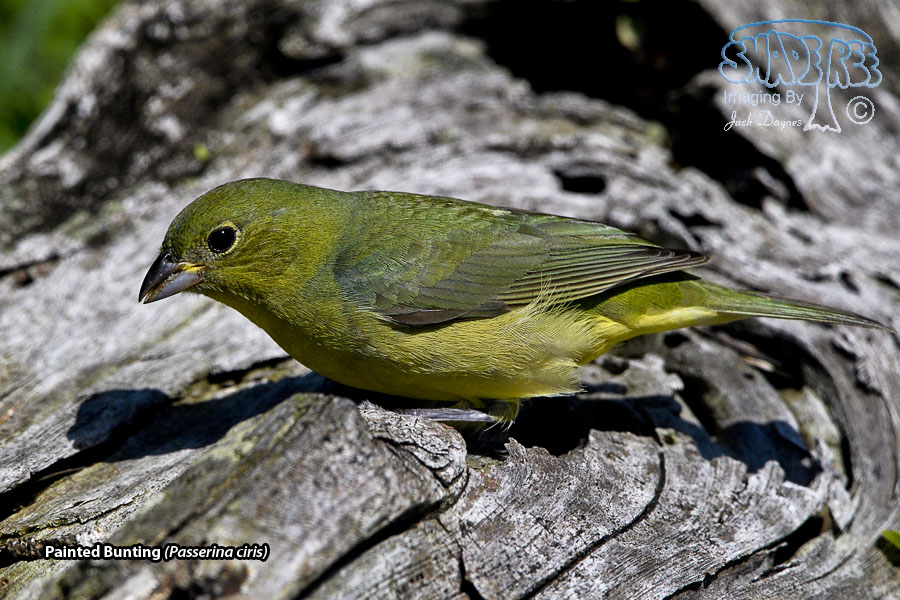 Painted Bunting - Passerina ciris