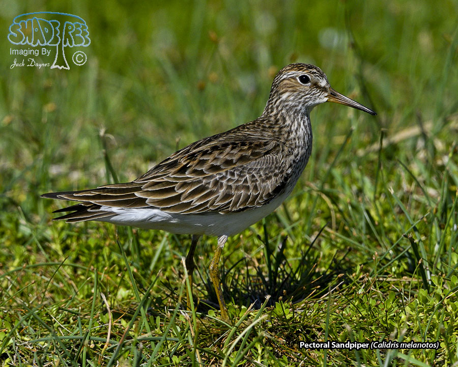 Pectoral Sandpiper - Calidris melanotos