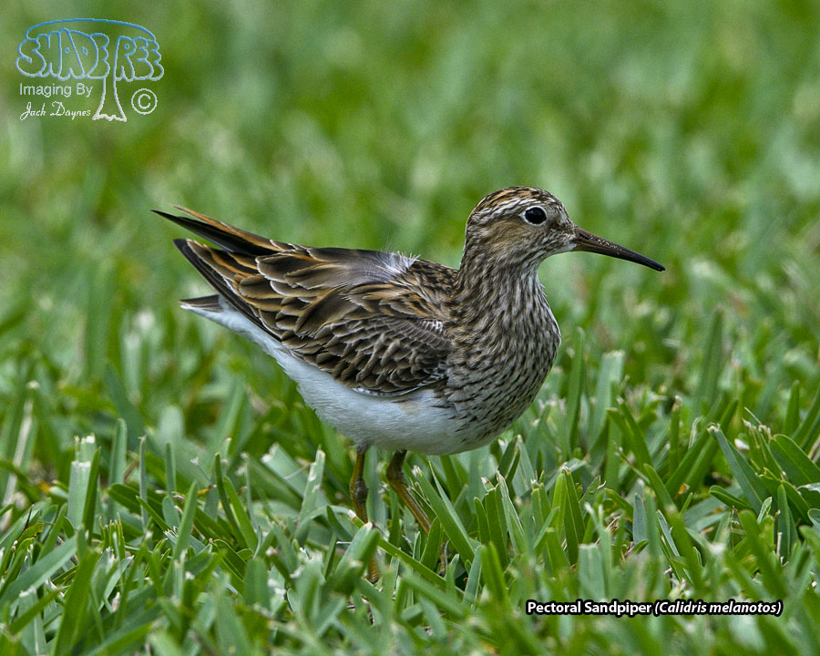 Pectoral Sandpiper - Calidris melanotos