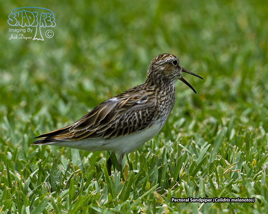 Pectoral Sandpiper - Calidris melanotos