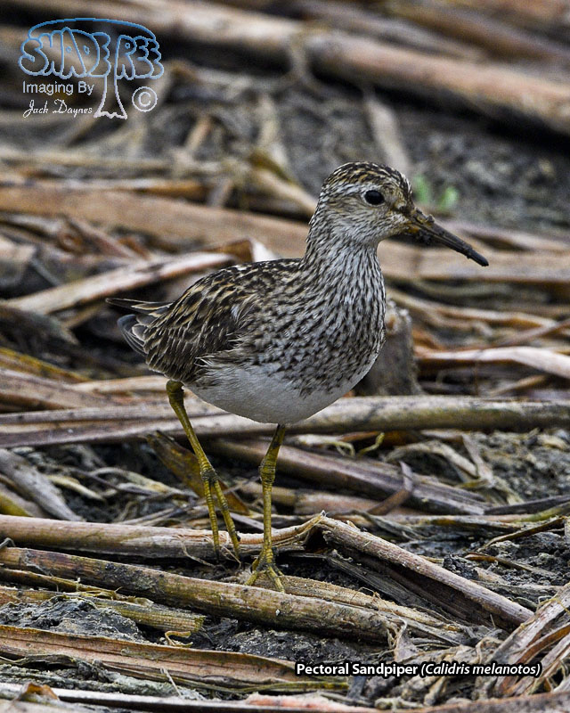 Pectoral Sandpiper - Calidris melanotos