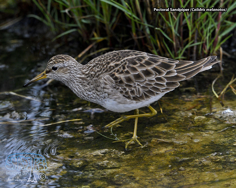 Pectoral Sandpiper - Calidris melanotos