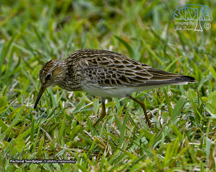Pectoral Sandpiper - Calidris melanotos