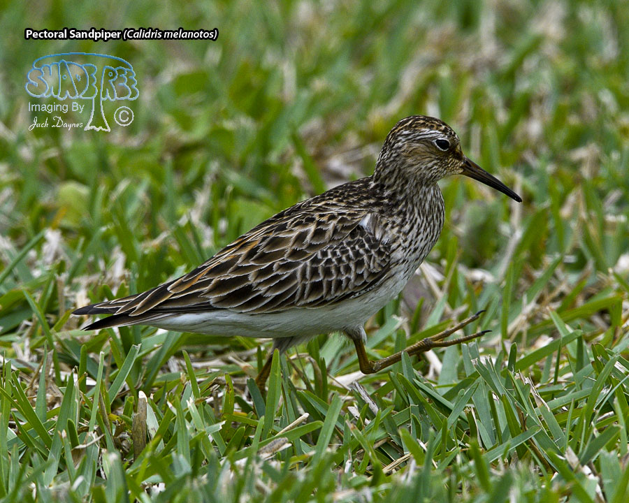 Pectoral Sandpiper - Calidris melanotos