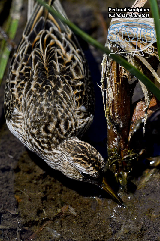 Pectoral Sandpiper - Calidris melanotos
