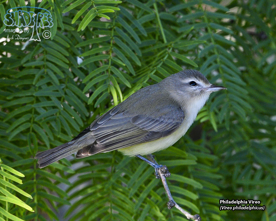 Philadelphia Vireo - Vireo philadelphicus