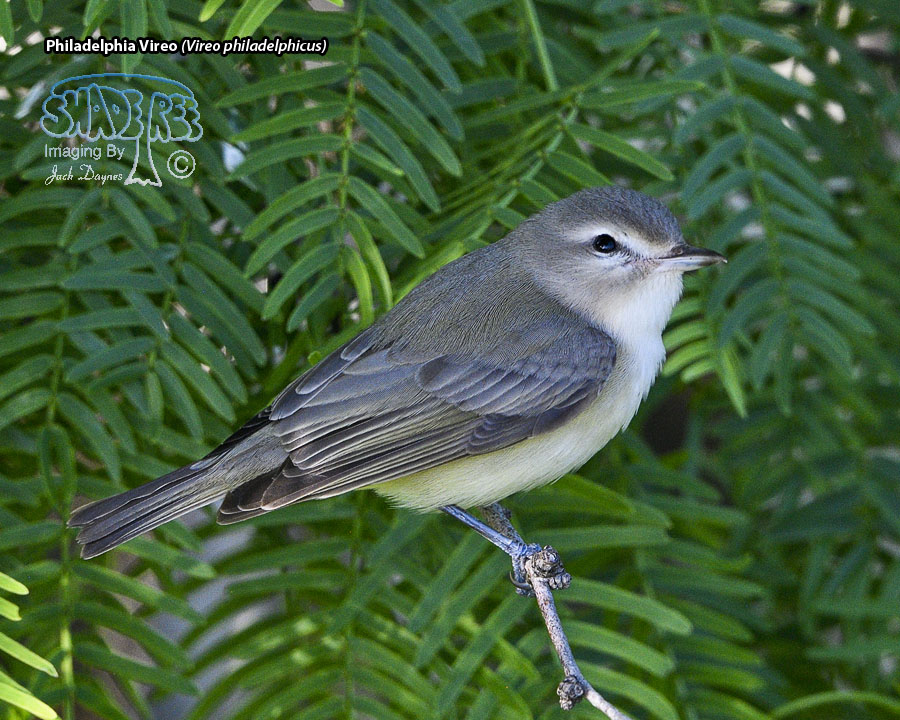 Philadelphia Vireo - Vireo philadelphicus