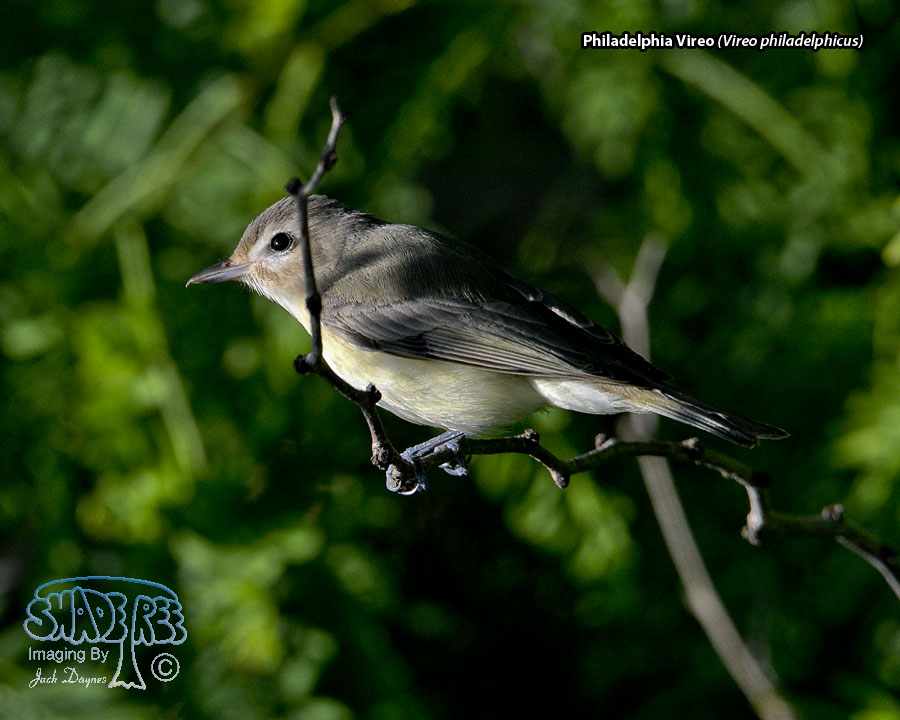 Philadelphia Vireo - Vireo philadelphicus