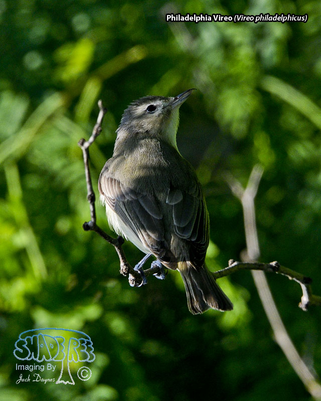 Philadelphia Vireo - Vireo philadelphicus