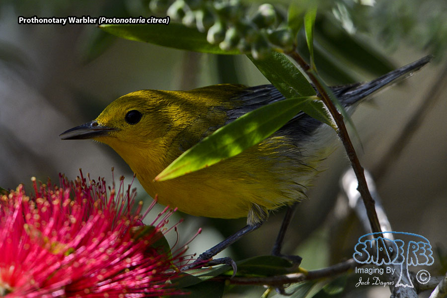 Prothonotary Warbler - Protonotaria citrea