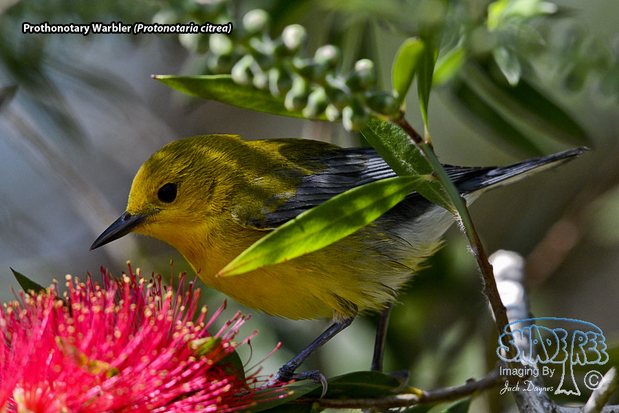 Prothonotary Warbler - Protonotaria citrea
