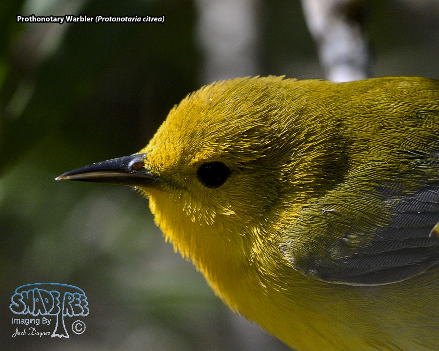 Prothonotary Warbler - Protonotaria citrea