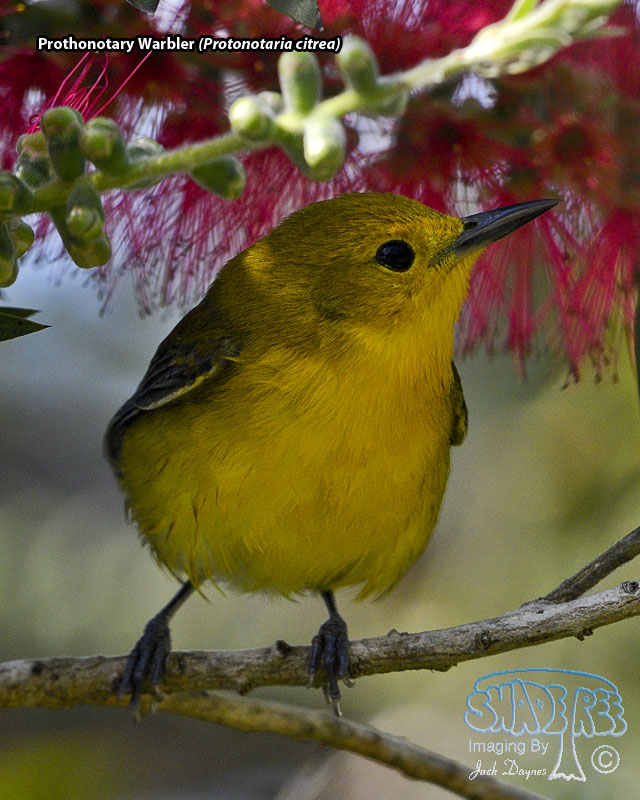 Prothonotary Warbler - Protonotaria citrea