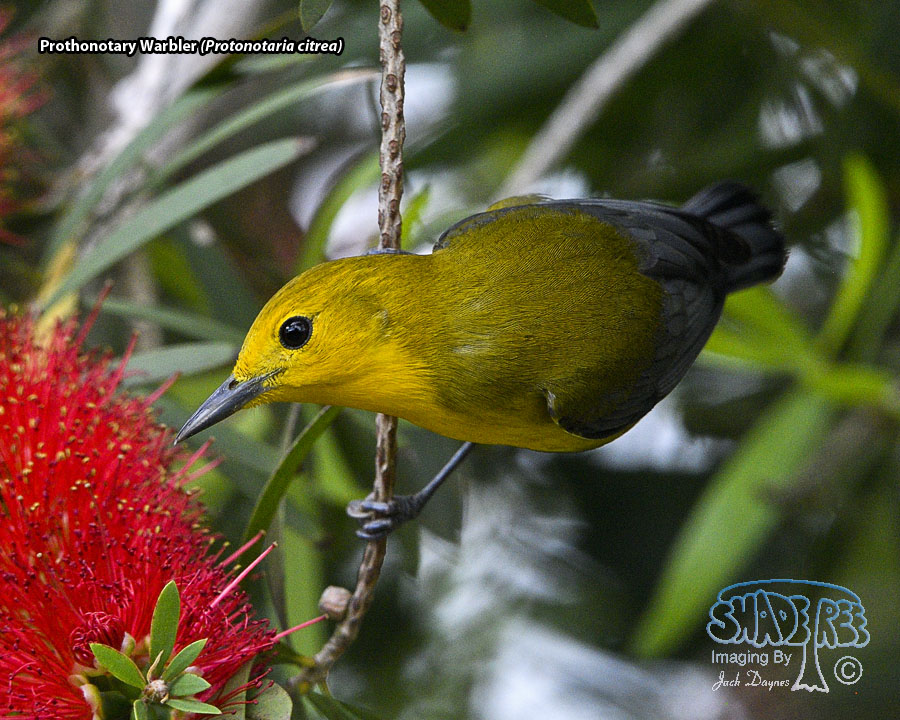 Prothonotary Warbler - Protonotaria citrea