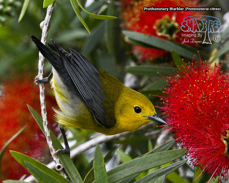 Prothonotary Warbler - Protonotaria citrea