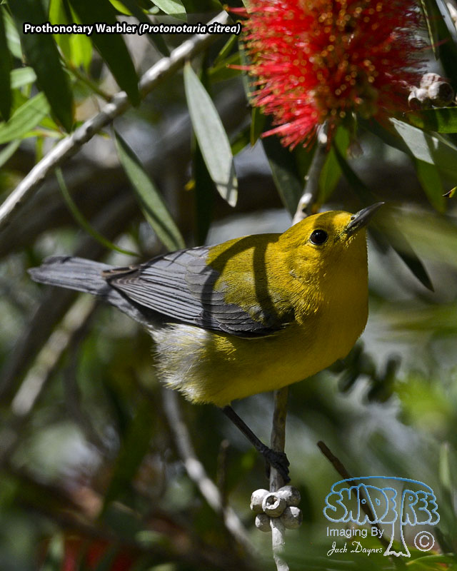 Prothonotary Warbler - Protonotaria citrea