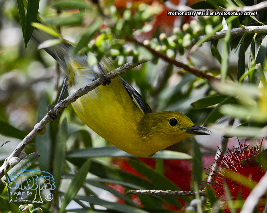 Prothonotary Warbler - Protonotaria citrea