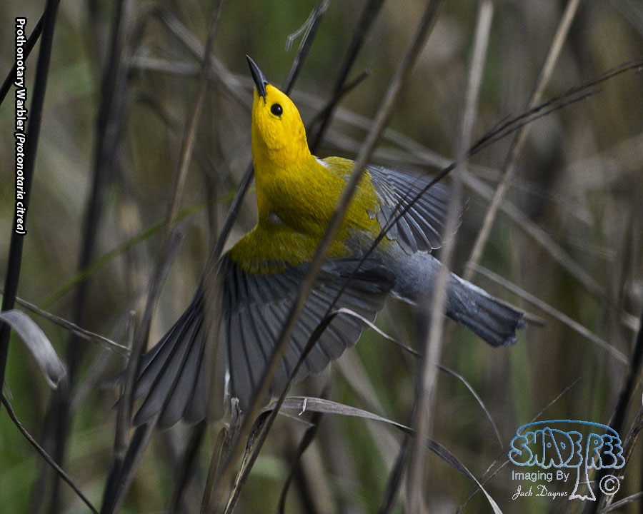 Prothonotary Warbler - Protonotaria citrea