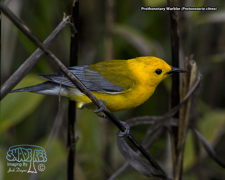 Prothonotary Warbler - Protonotaria citrea