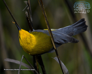 2021-04-08 SPI Birding & Nature Center