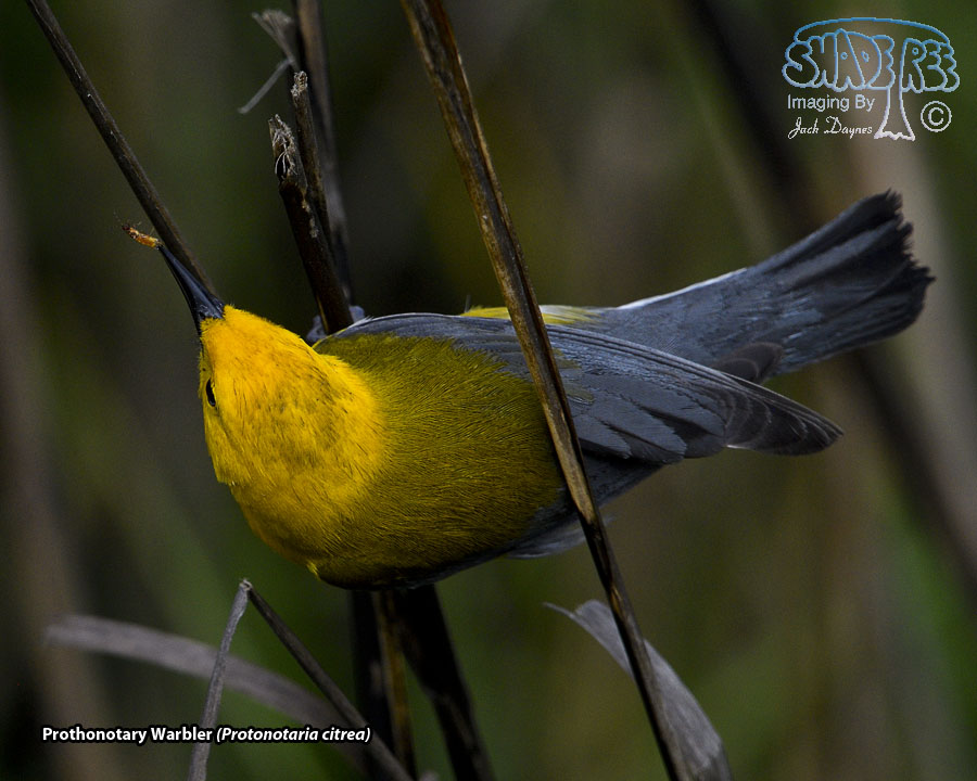 Prothonotary Warbler - Protonotaria citrea