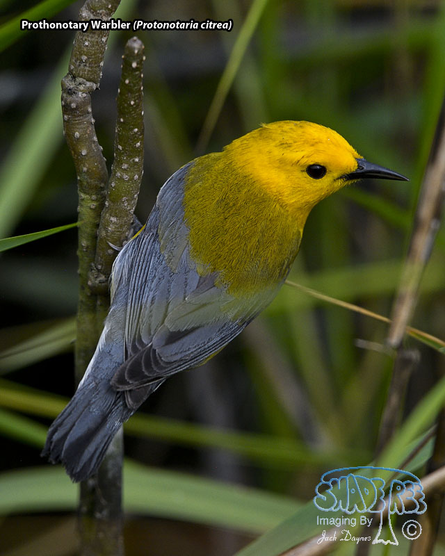 Prothonotary Warbler - Protonotaria citrea