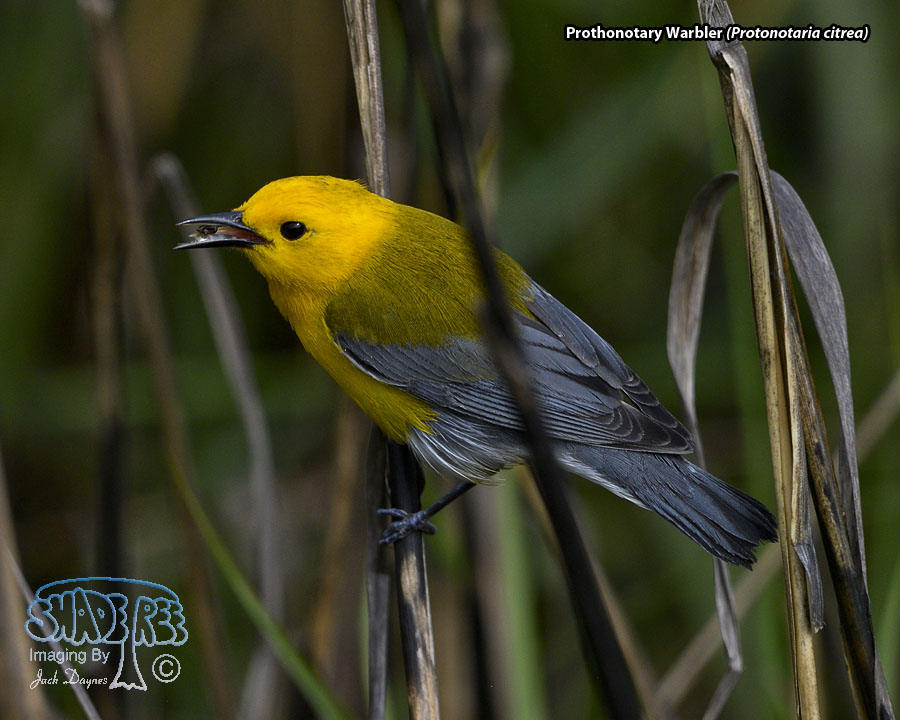 Prothonotary Warbler - Protonotaria citrea