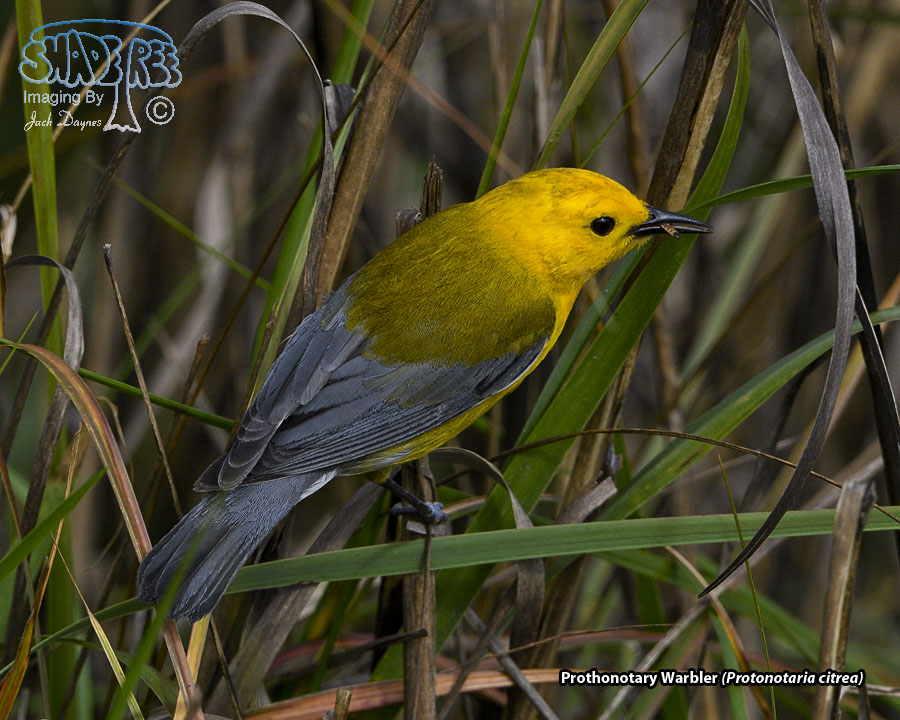 Prothonotary Warbler - Protonotaria citrea