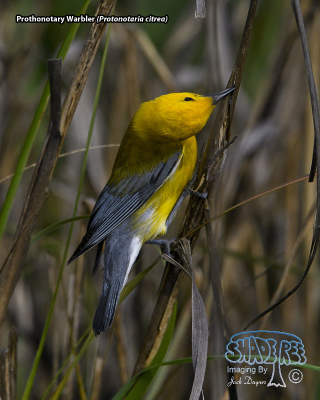 Prothonotary Warbler - Protonotaria citrea