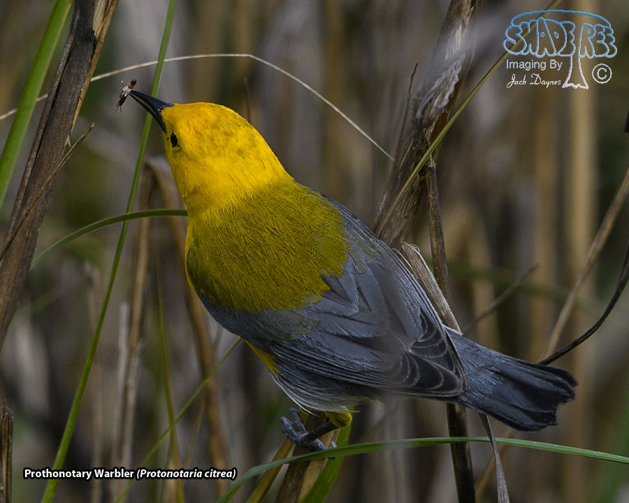 Prothonotary Warbler - Protonotaria citrea