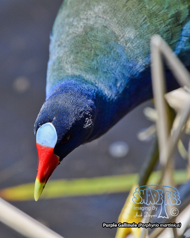 Purple Gallinule - Porphyrio martinica