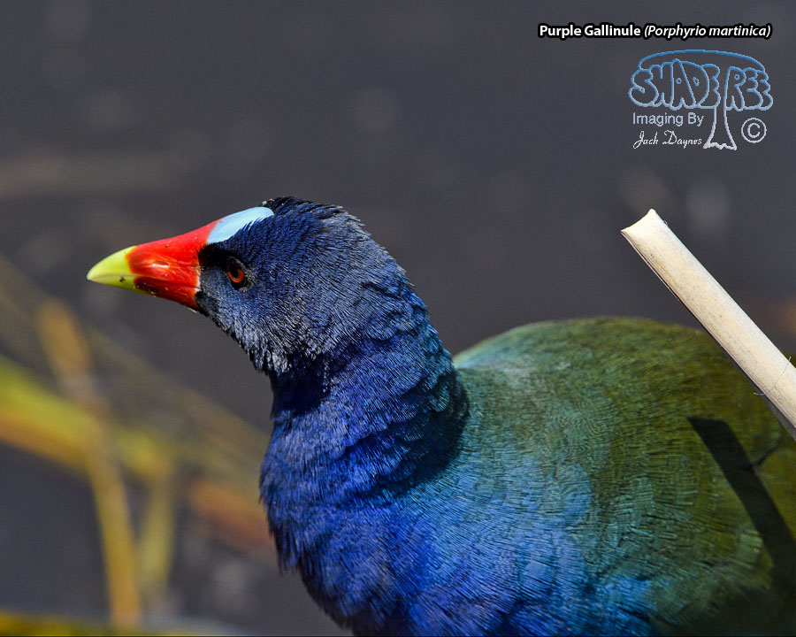 Purple Gallinule - Porphyrio martinica