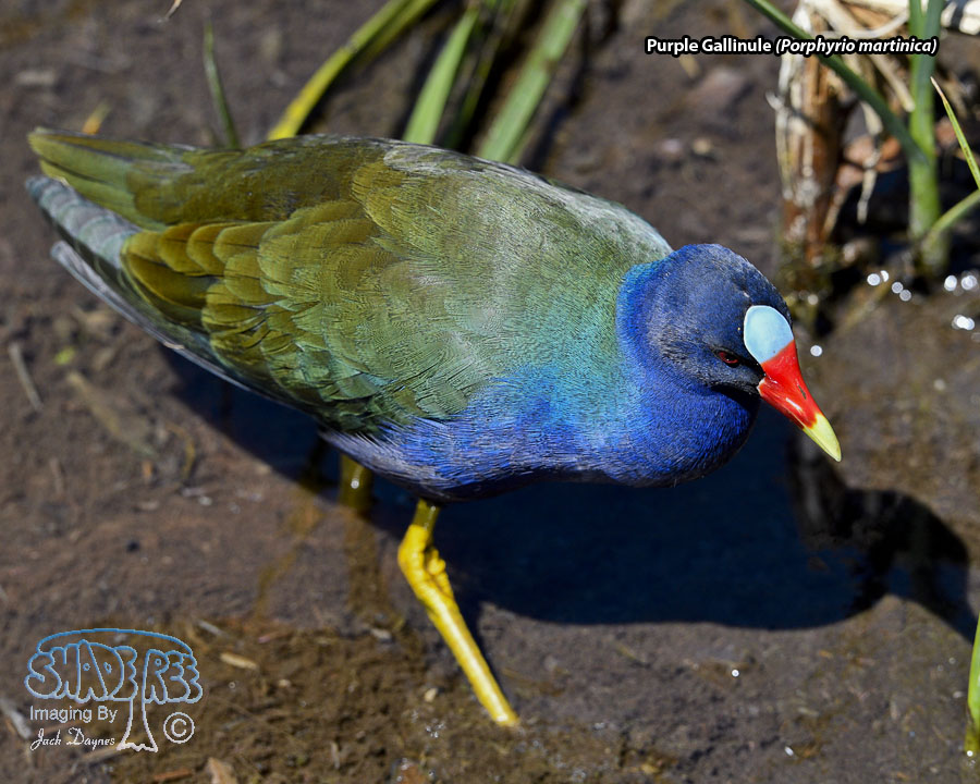 Purple Gallinule - Porphyrio martinica