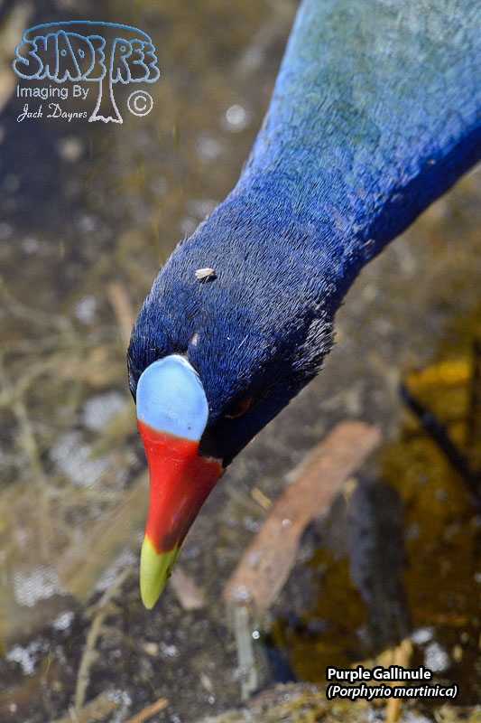 Purple Gallinule - Porphyrio martinica