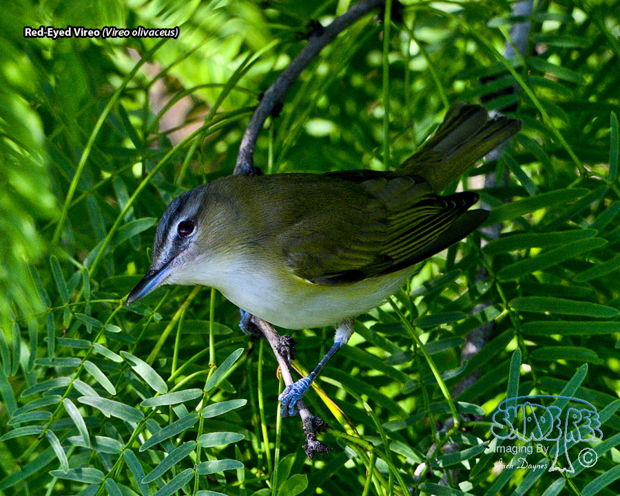 Red-Eyed Vireo - Vireo olivaceus