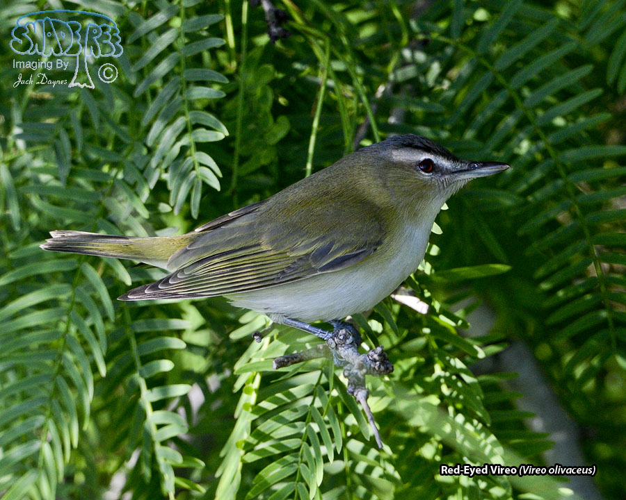 Red-Eyed Vireo - Vireo olivaceus