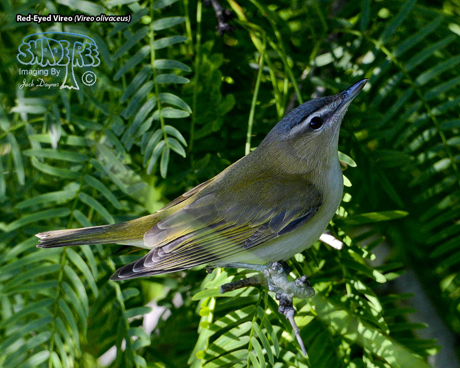 Red-Eyed Vireo - Vireo olivaceus