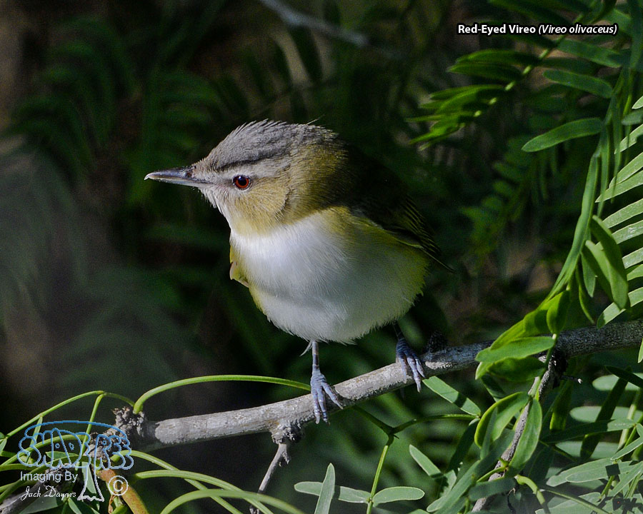 Red-Eyed Vireo - Vireo olivaceus