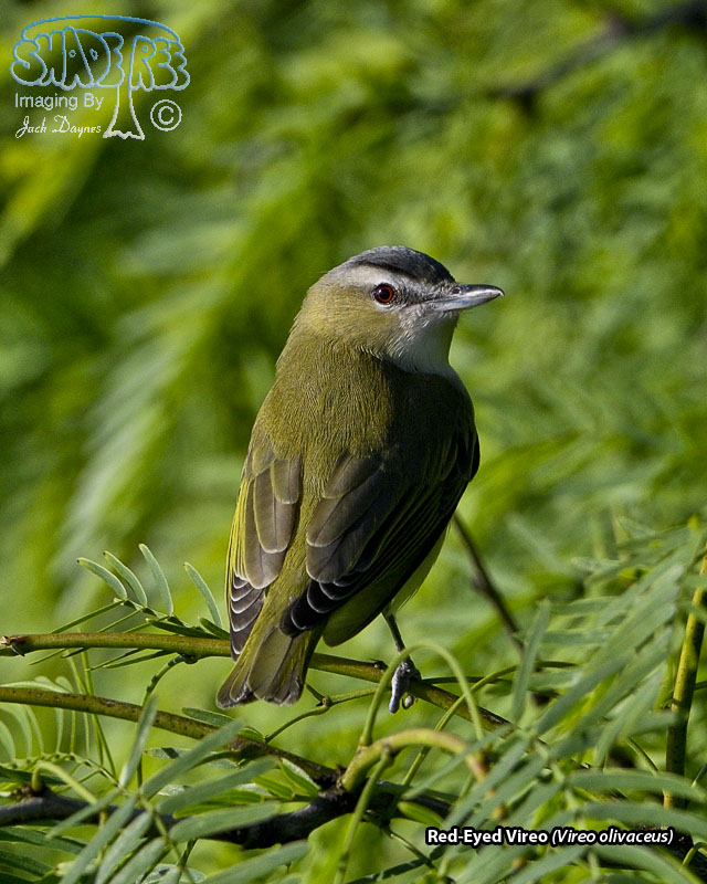 Red-Eyed Vireo - Vireo olivaceus
