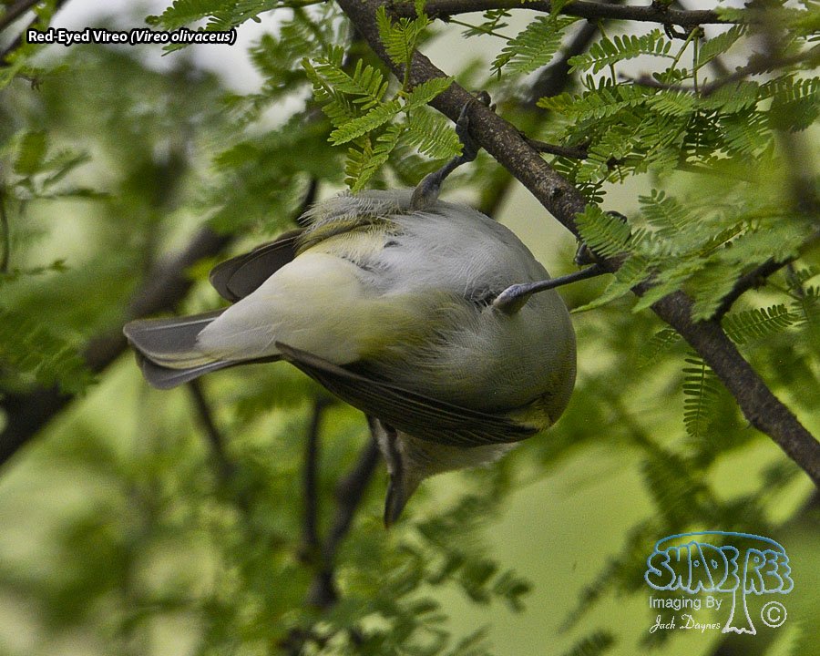 Red-Eyed Vireo - Vireo olivaceus