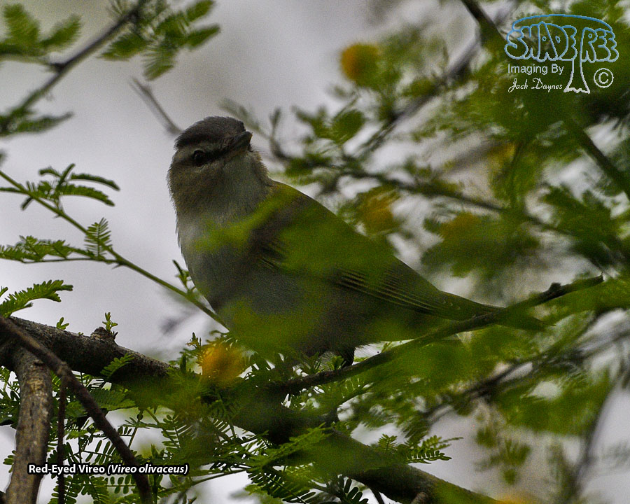 Red-Eyed Vireo - Vireo olivaceus