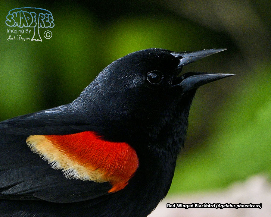 Red-Winged Blackbird - Agelaius phoeniceus