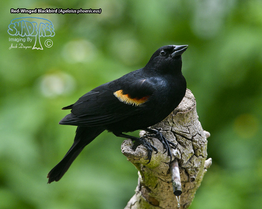 Red-Winged Blackbird - Agelaius phoeniceus
